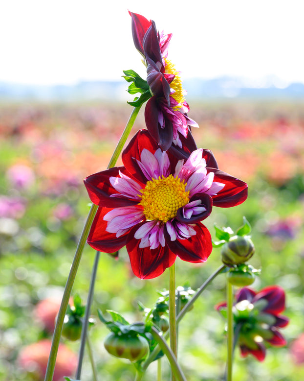 Dahlia 'Joyful Investment'
