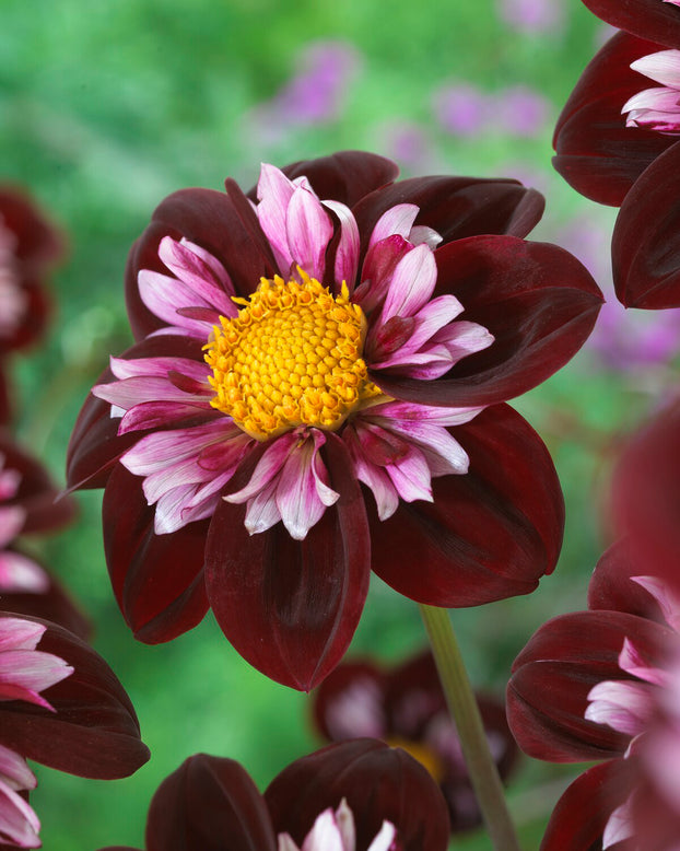 Dahlia 'Joyful Investment'