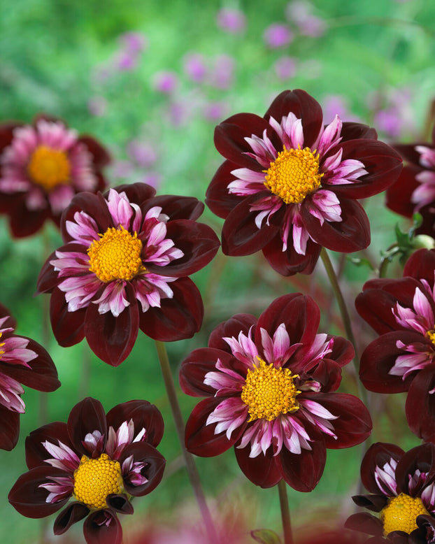 Dahlia 'Joyful Investment'