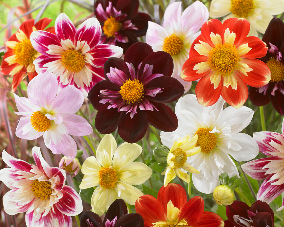 Dahlia 'Joyful Investment'
