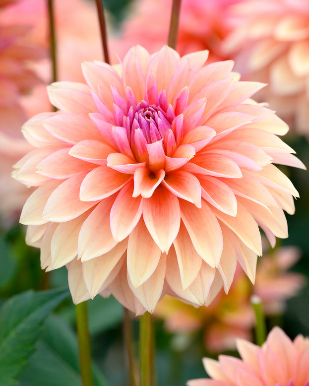 Dahlia 'Kick Off'