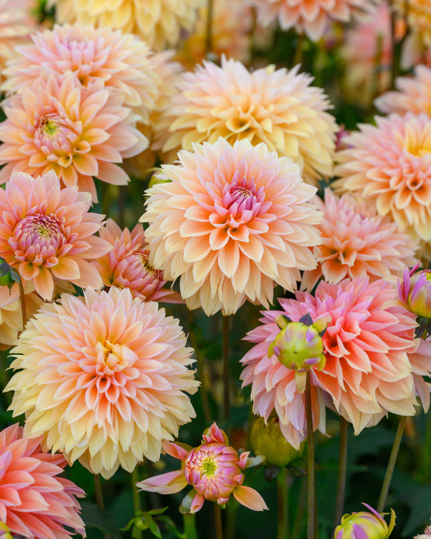 Dahlia 'Kick Off'