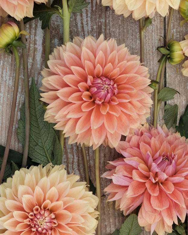 Dahlia 'Kick Off'