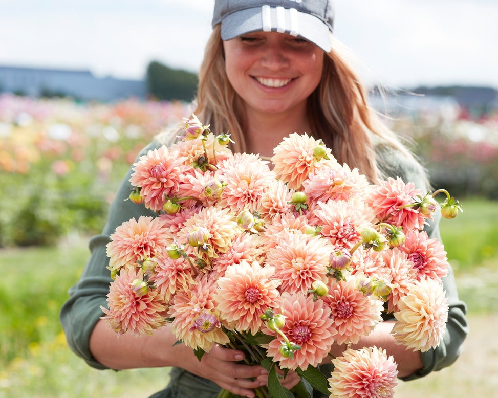 Dahlia 'Kick Off'