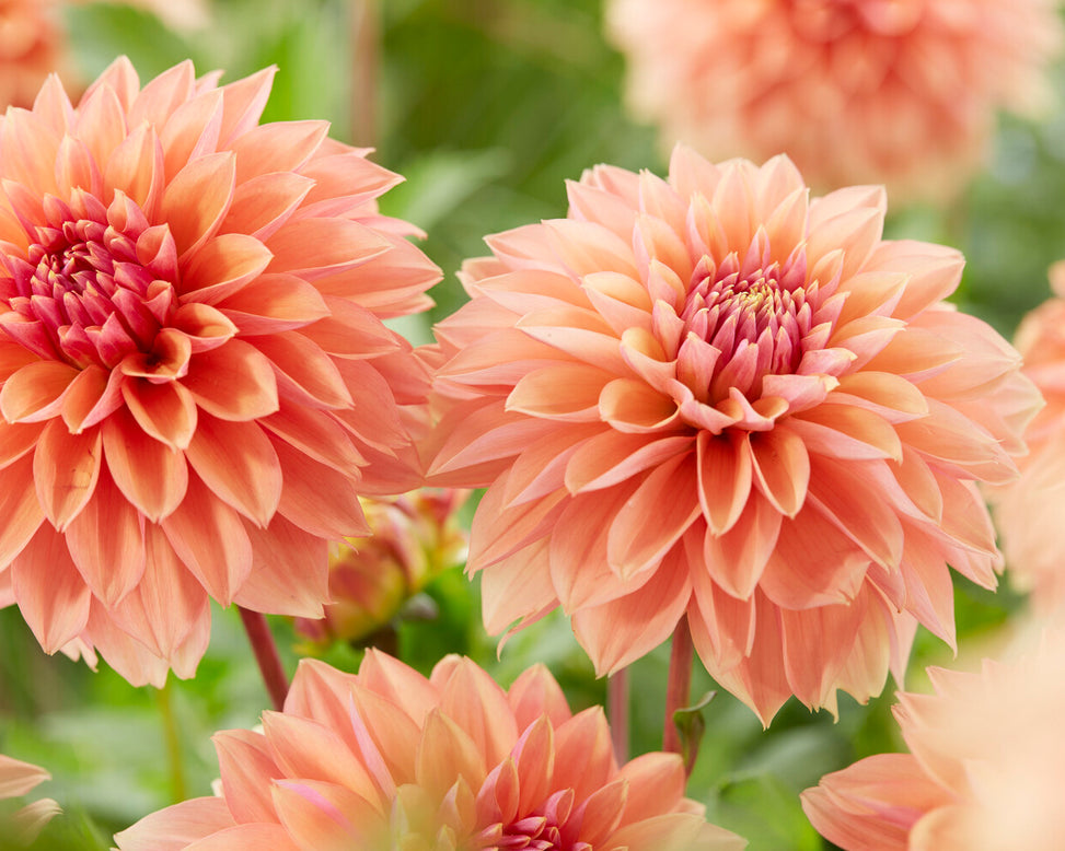 Dahlia 'Kick Off'