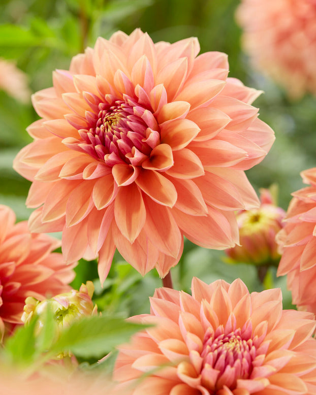 Dahlia 'Kick Off'