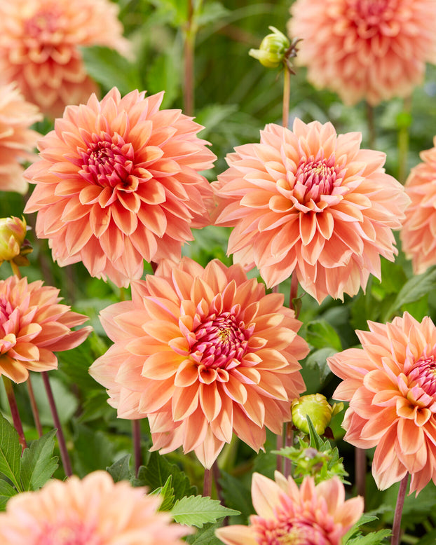 Dahlia 'Kick Off'