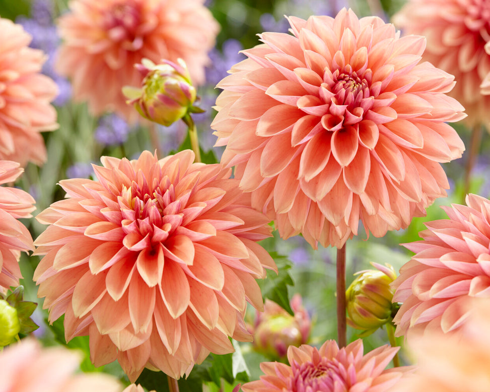 Dahlia 'Kick Off'