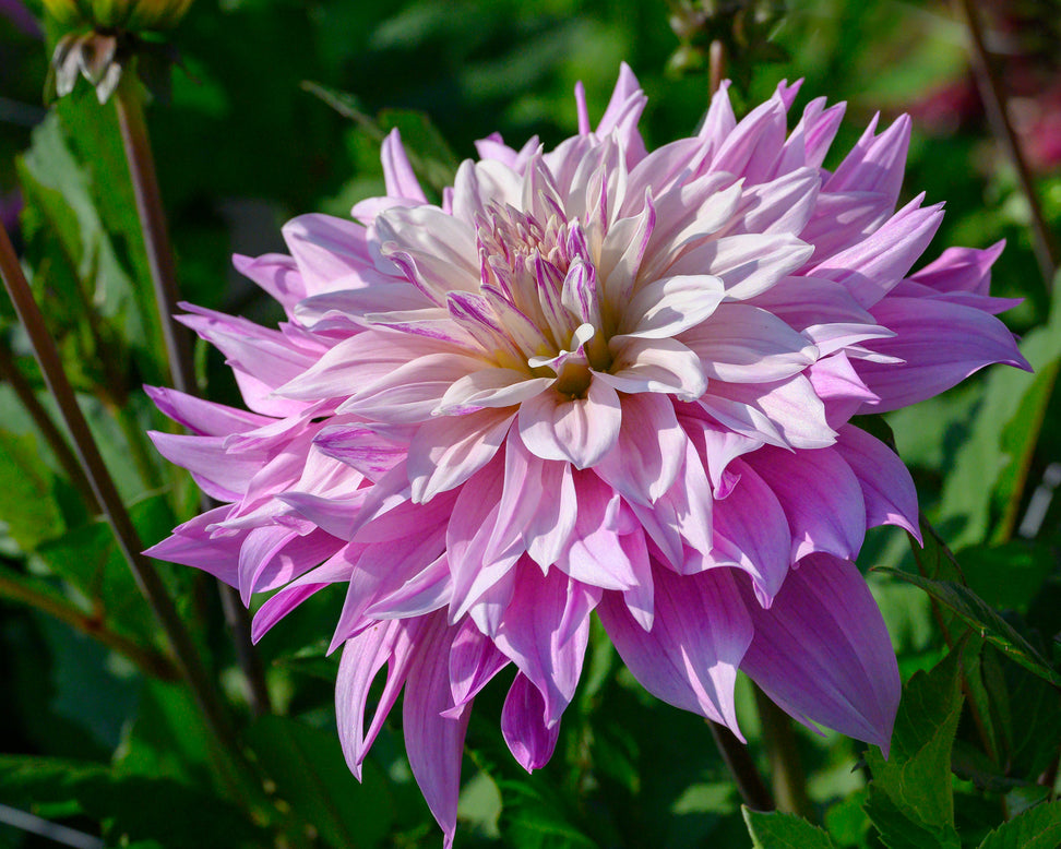 Dahlia 'Labyrinth Two Tone'