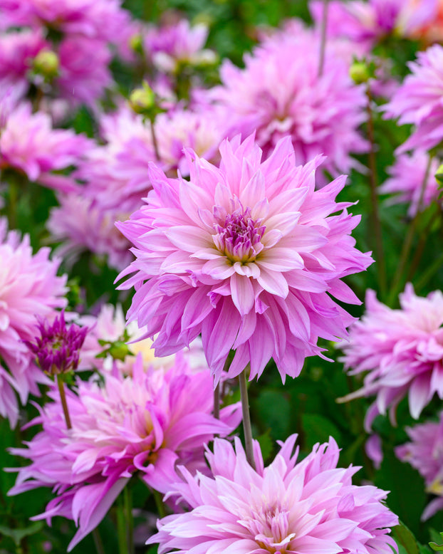 Dahlia 'Labyrinth Two Tone'