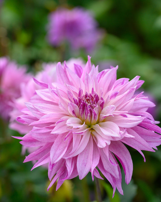 Dahlia 'Labyrinth Two Tone'