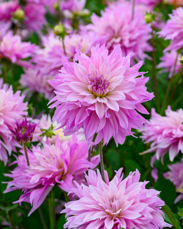 Dahlia 'Labyrinth Two Tone'