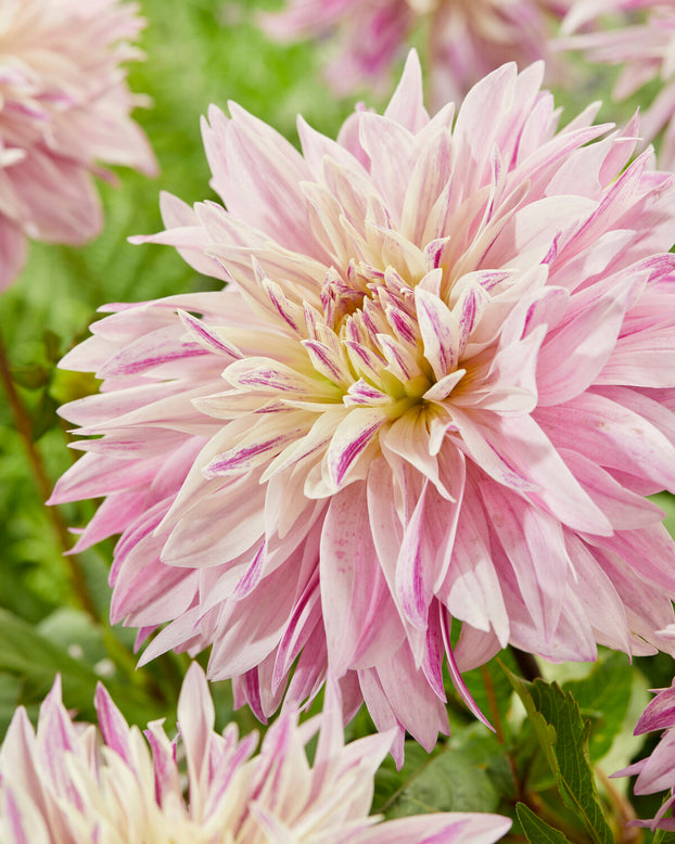 Dahlia 'Labyrinth Two Tone'