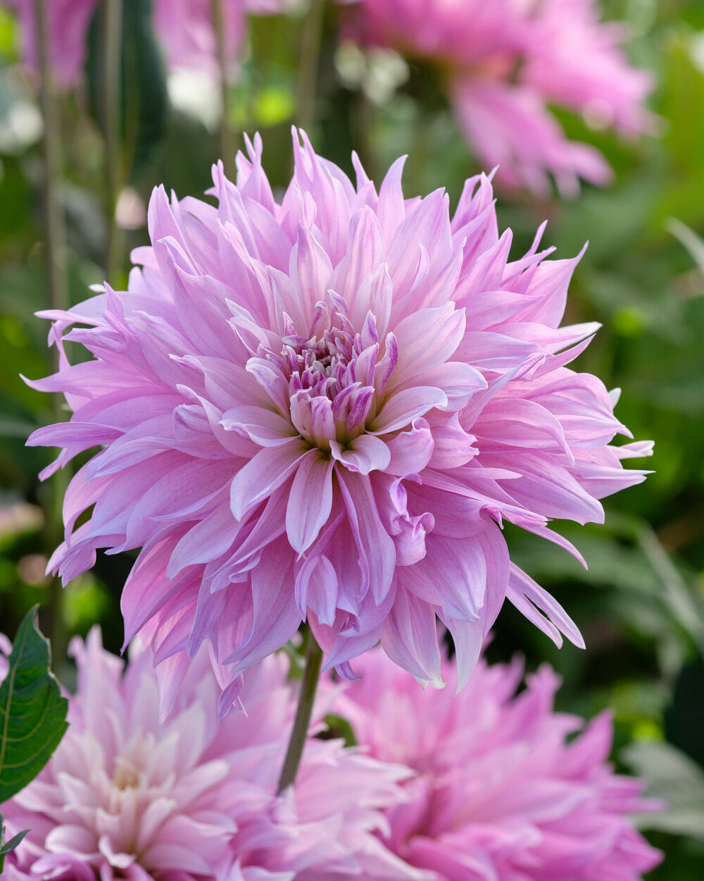 Dahlia 'Labyrinth Two Tone' tubers — Buy online at Farmer Gracy UK