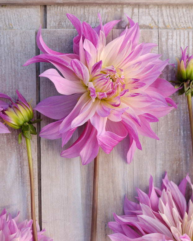 Dahlia 'Labyrinth Two Tone'