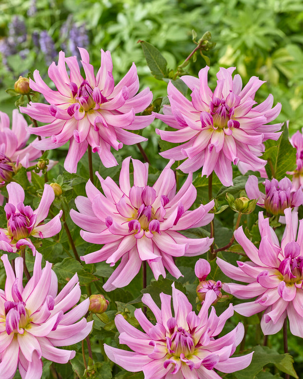 Dahlia 'Leila Savanna Rose'