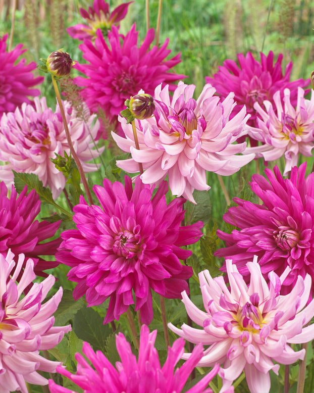 Dahlia 'Leila Savanna Rose'