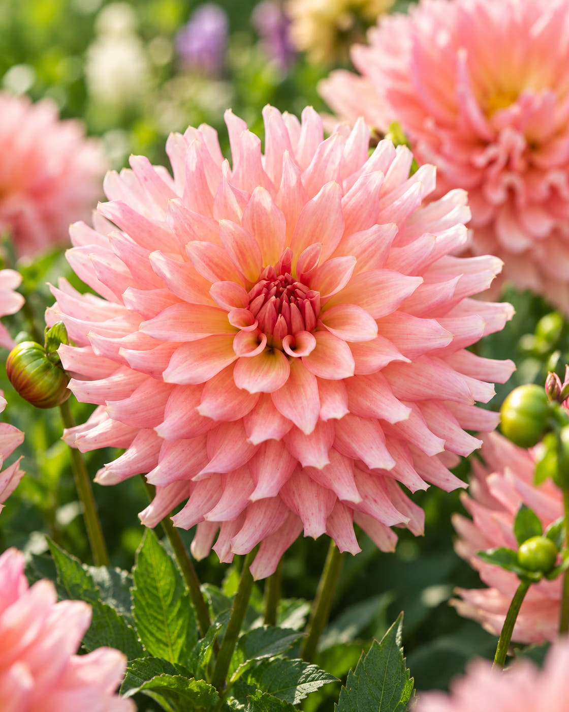 Dahlia 'Leonardo'
