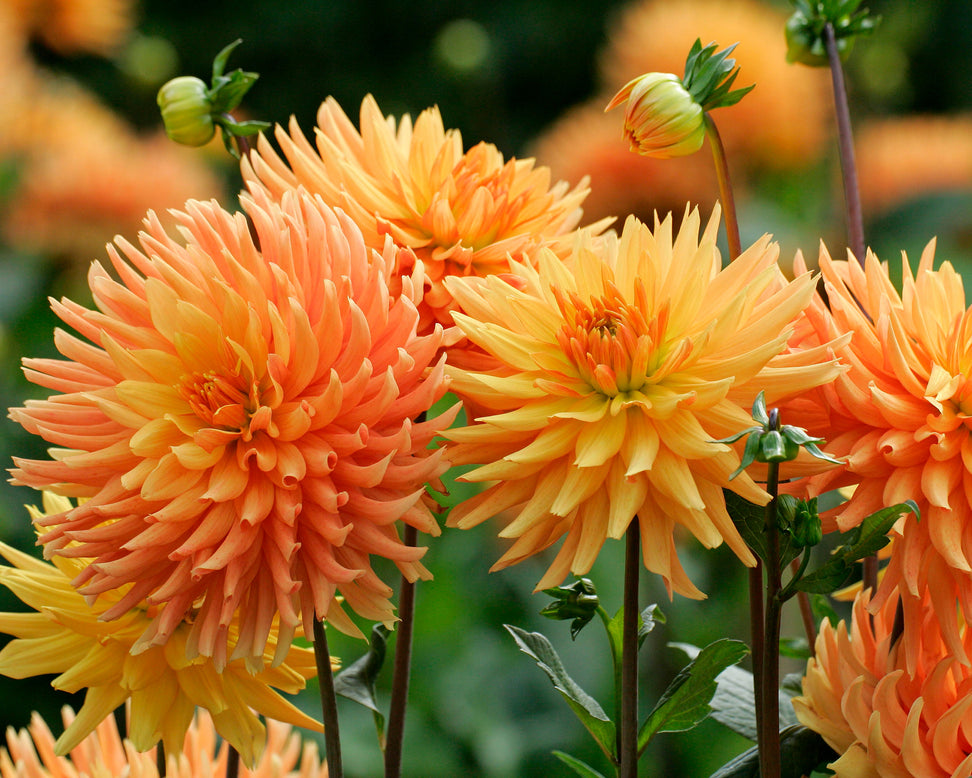 Dahlia 'Ludwig Helfert'