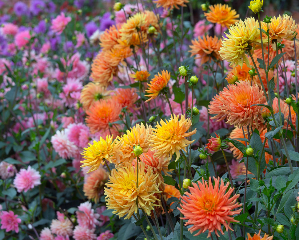 Dahlia 'Ludwig Helfert'
