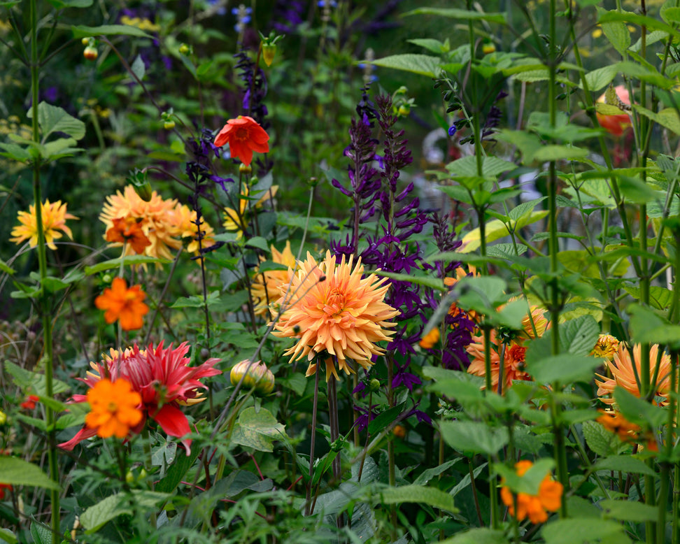 Dahlia 'Ludwig Helfert'