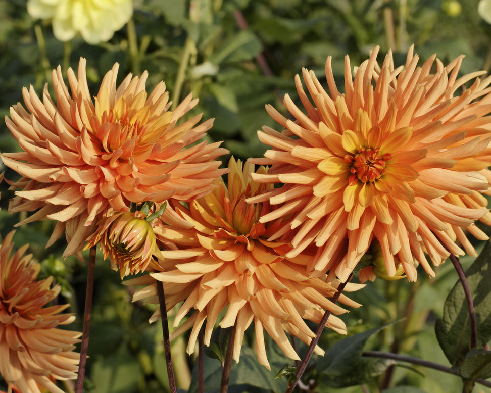 Dahlia 'Ludwig Helfert'