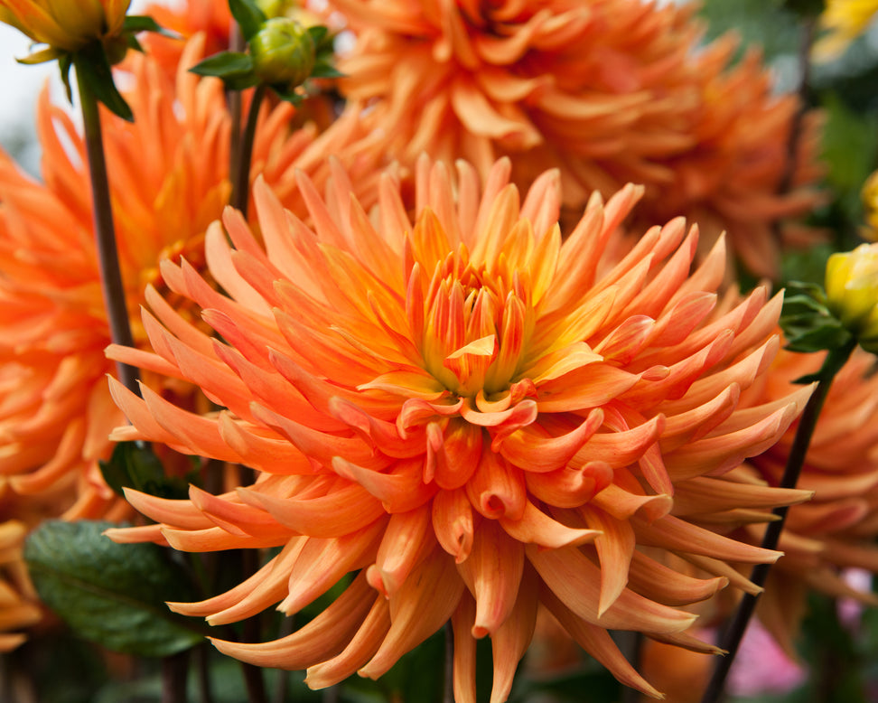 Dahlia 'Ludwig Helfert'