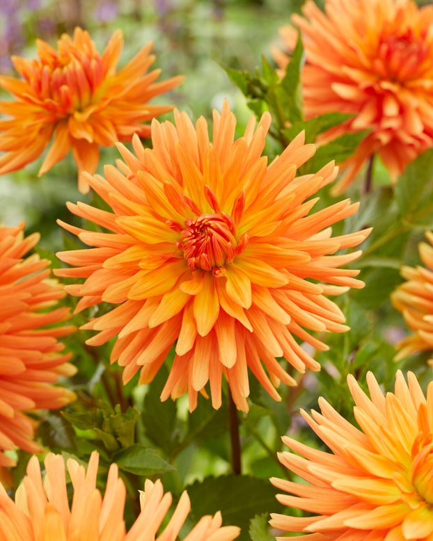 Dahlia 'Ludwig Helfert'