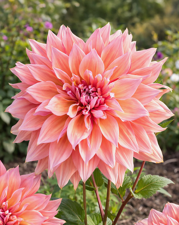 Dahlia 'Mango Madness'