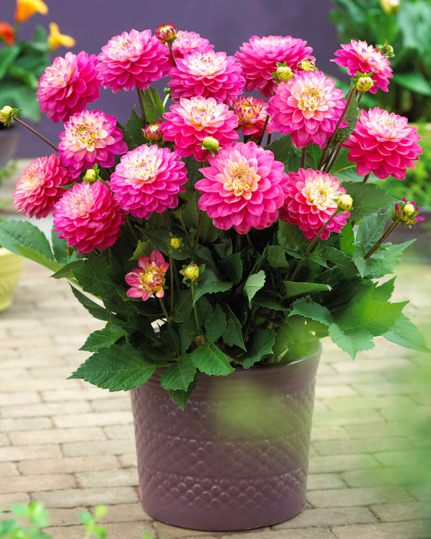 Dahlia 'Melody Pink Allegro'