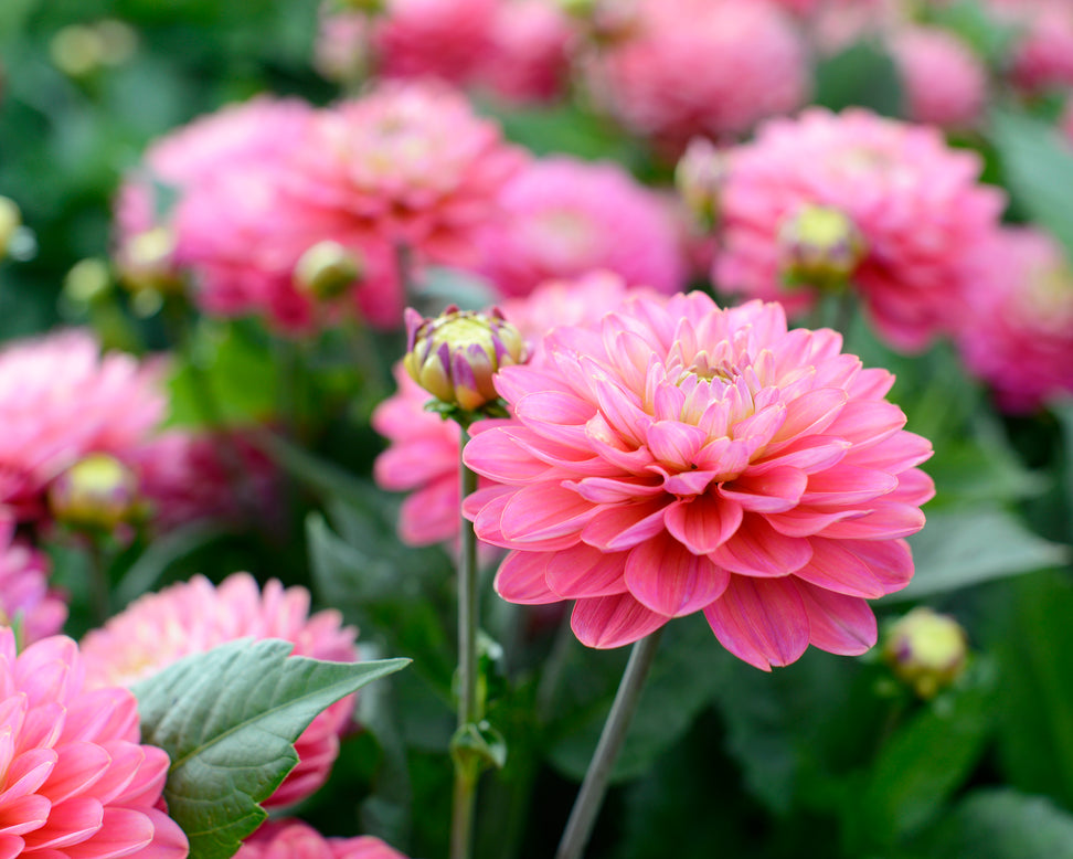 Dahlia 'Melody Pink Allegro'