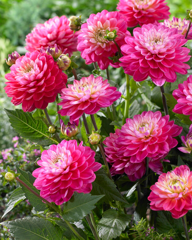 Dahlia 'Melody Pink Allegro'