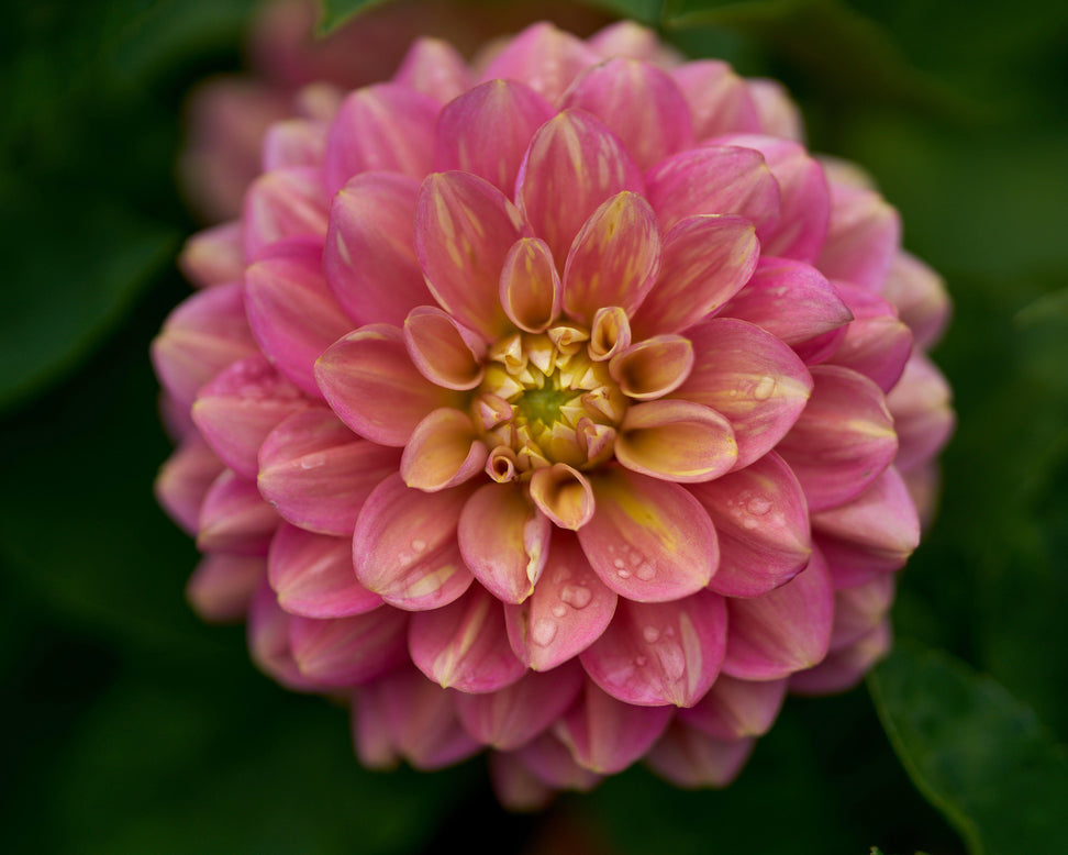 Dahlia 'Milena Fleur'