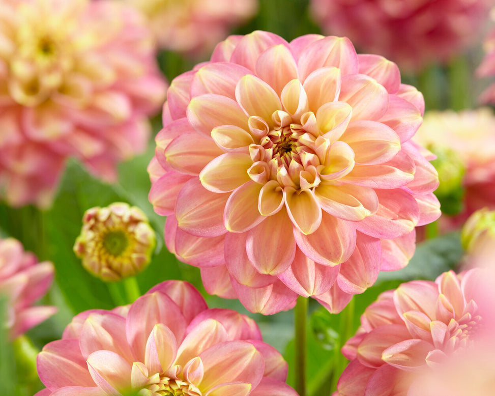 Dahlia 'Milena Fleur'