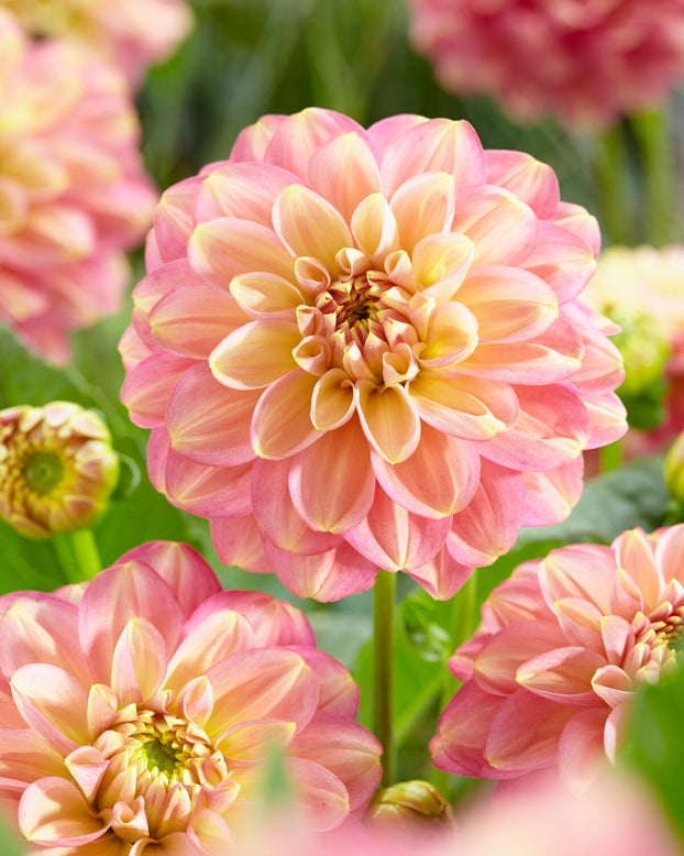 Dahlia 'Milena Fleur'