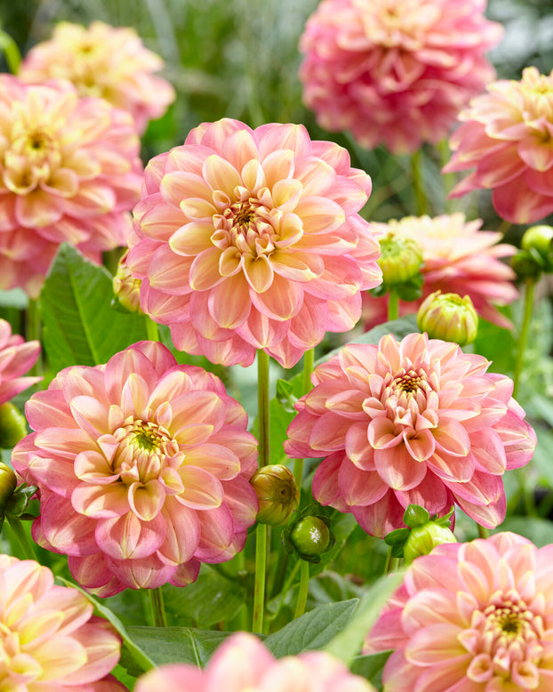 Dahlia 'Milena Fleur'