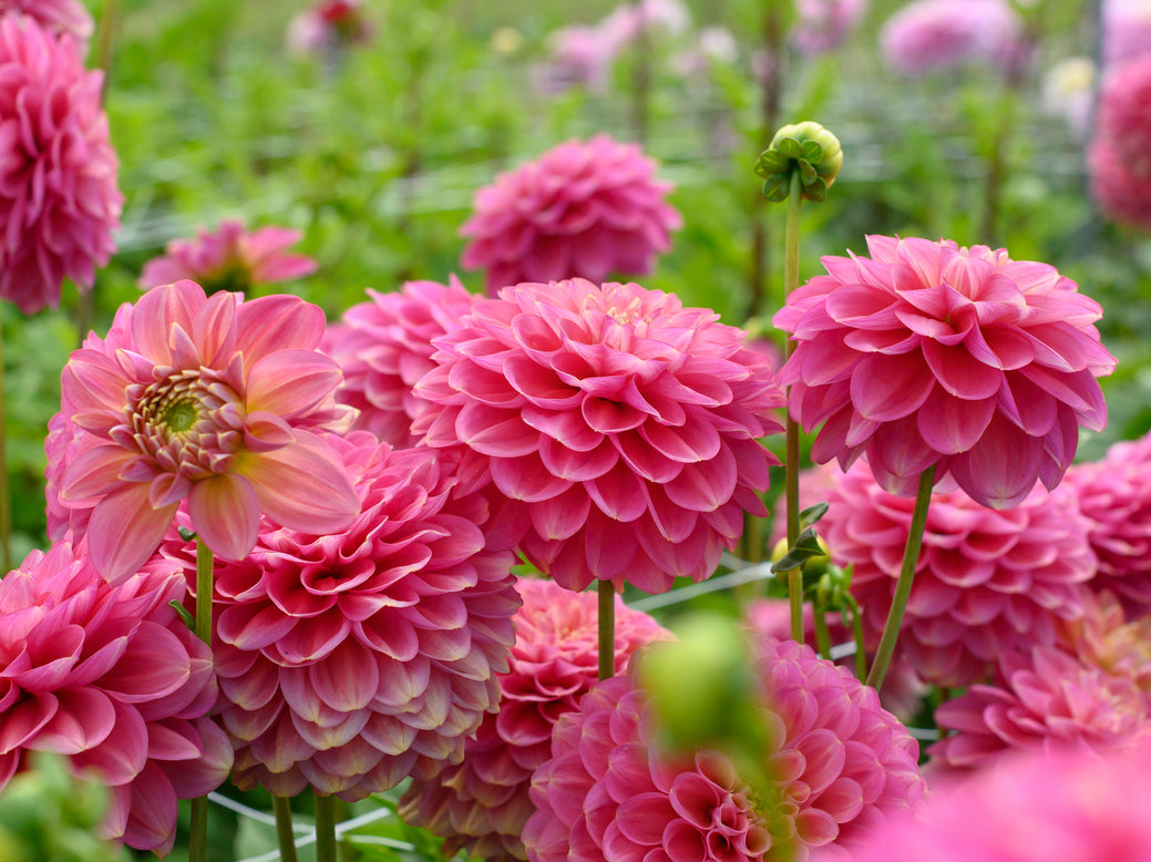 Dahlia 'Milena Fleur'