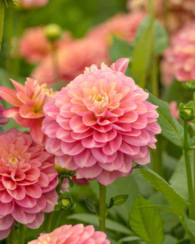 Dahlia 'Milena Fleur'