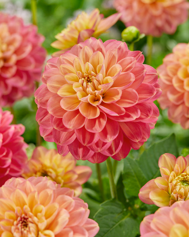 Dahlia 'Milena Fleur'