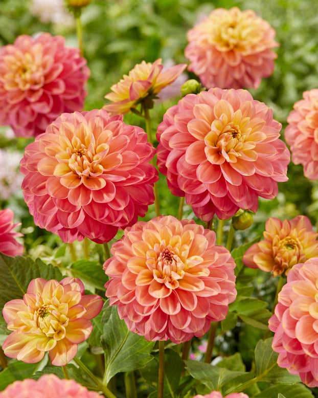 Dahlia 'Milena Fleur'