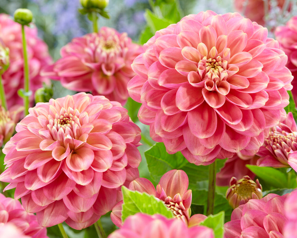 Dahlia 'Milena Fleur'
