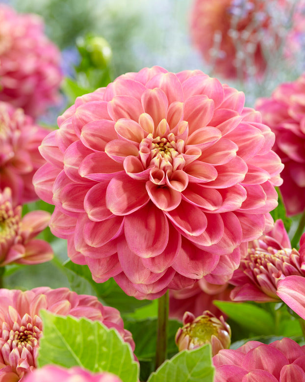 Dahlia 'Milena Fleur'