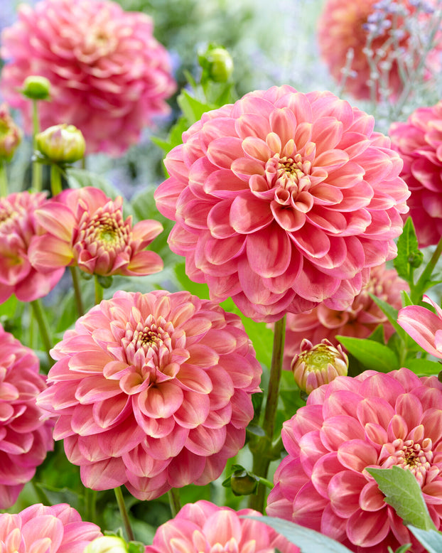 Dahlia 'Milena Fleur'