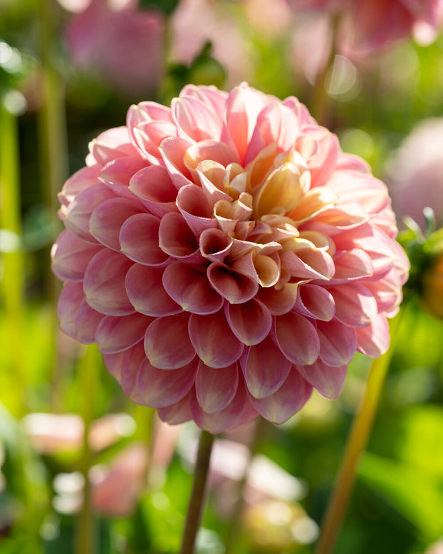 Dahlia 'Milena Fleur'