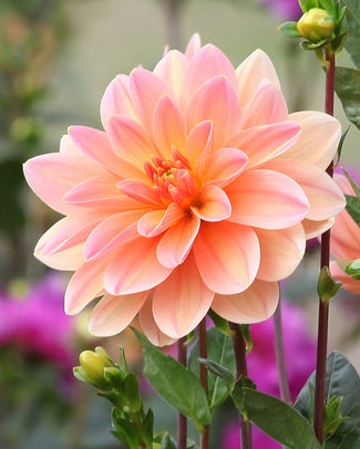 Waterlily dahlias