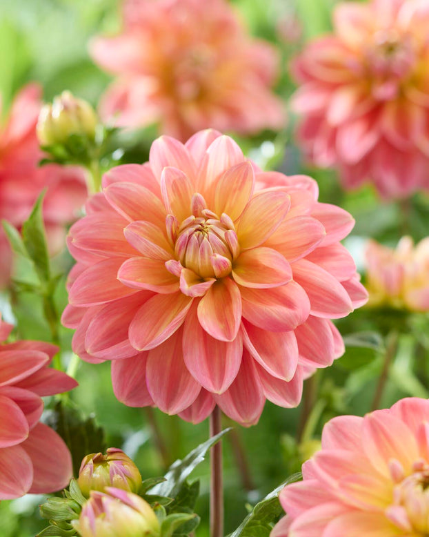 Dahlia 'Morning Glory'