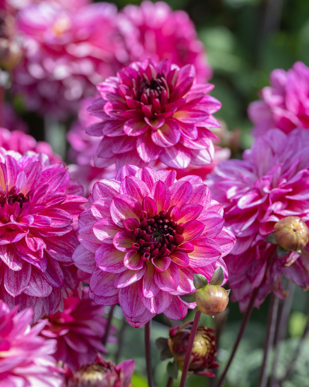 Dahlia 'Muchacha'