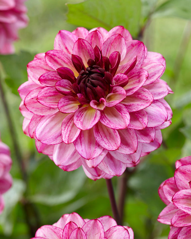 Dahlia 'Muchacha'