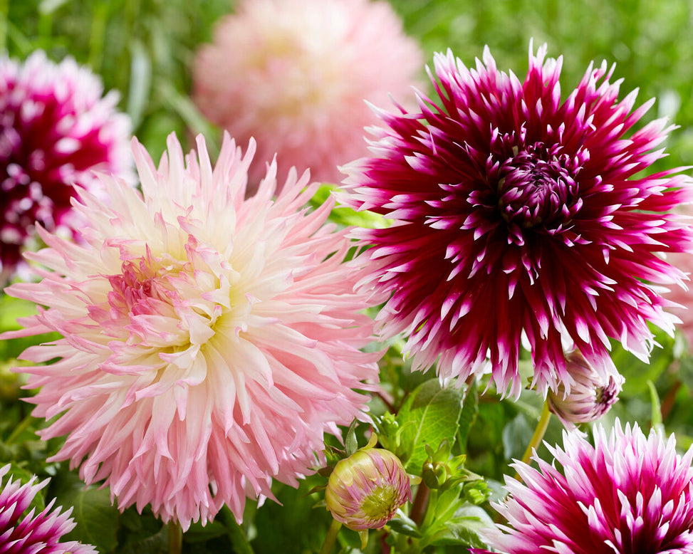 Dahlia 'Nadia Ruth'