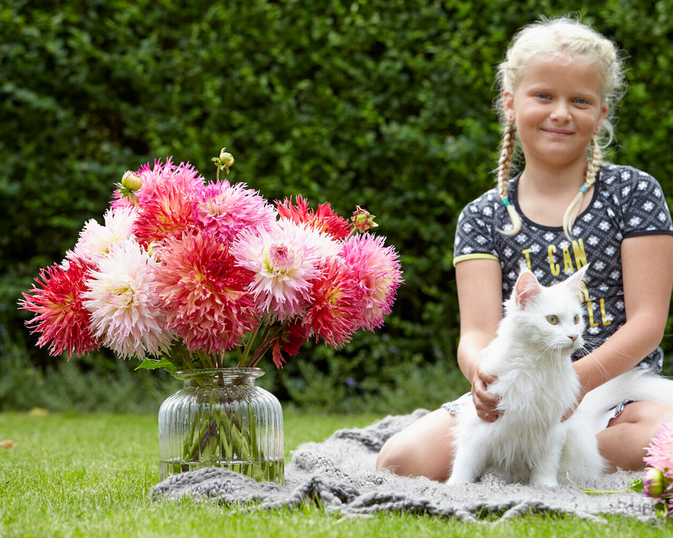 Dahlia 'Nadia Ruth'